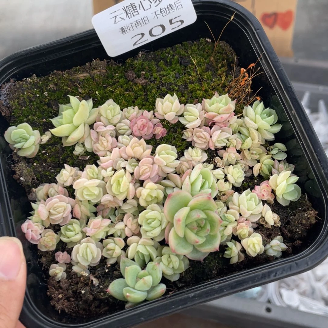 云糖心多肉植物205