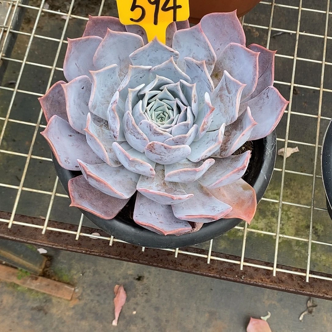 @***露西娜594。
