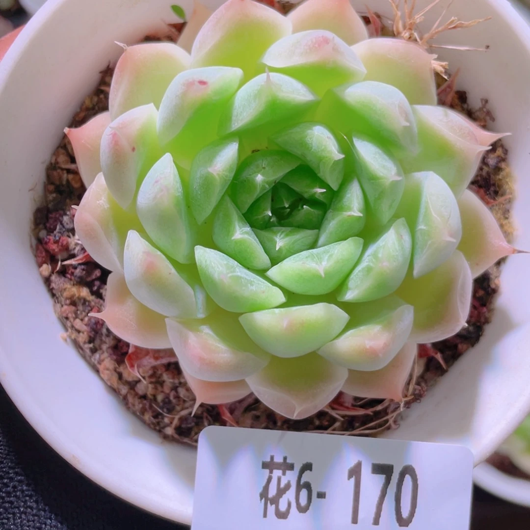 花利美 6-170麦秆