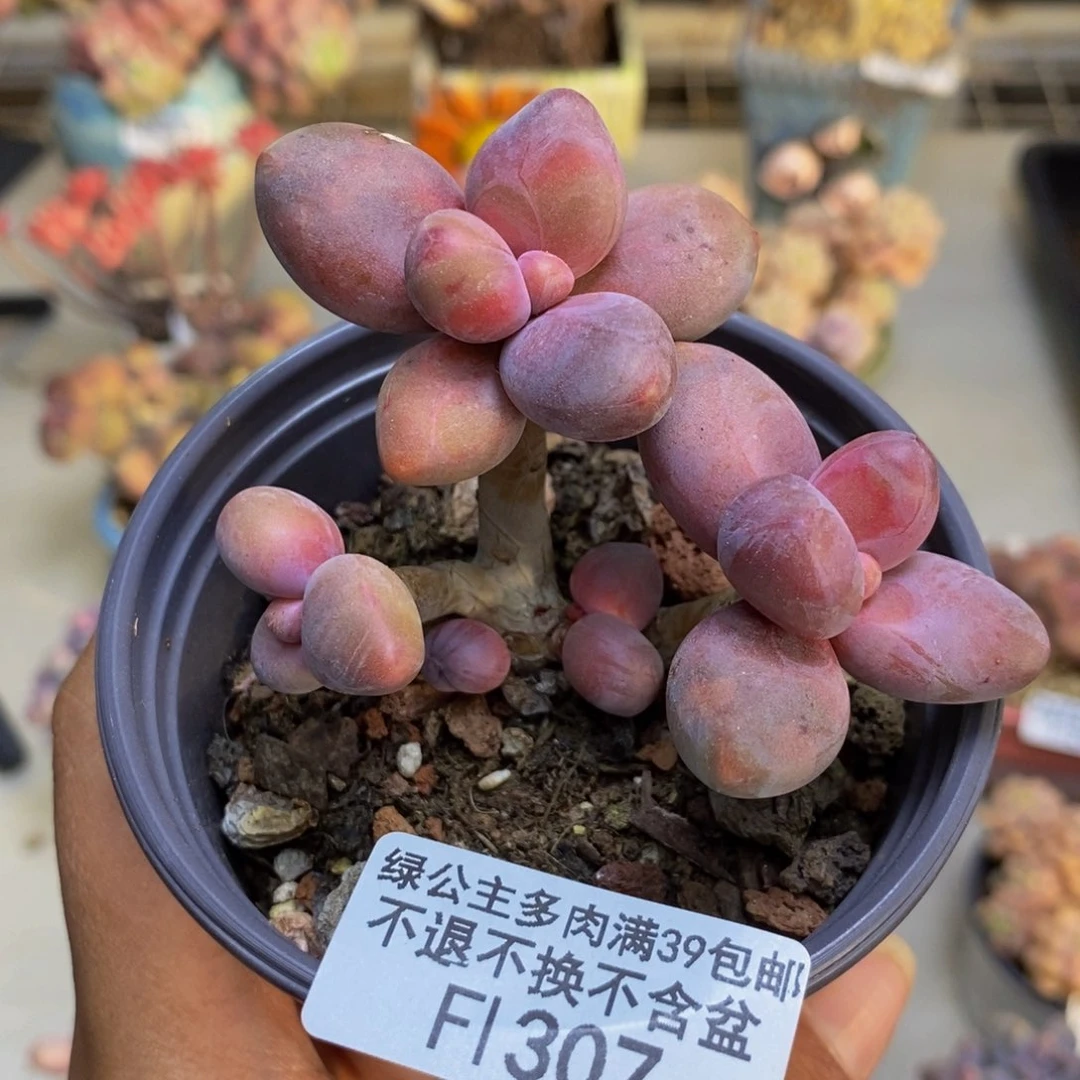 307糖果美人多肉7c m