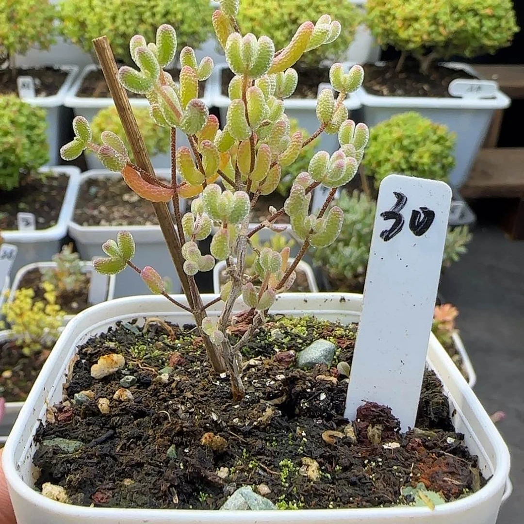 冰糖锦枝干番杏。。