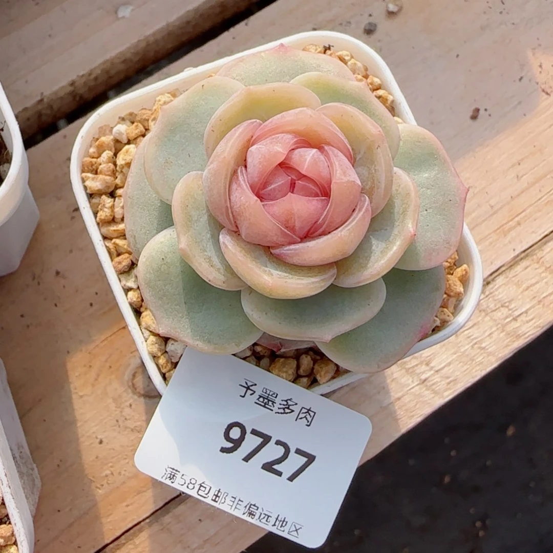 粉色恋人，9727多肉植物