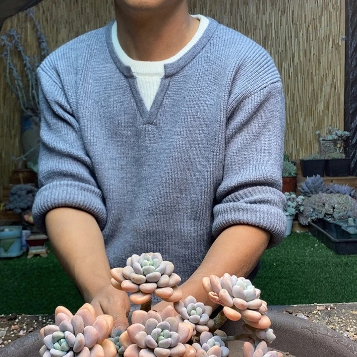 等***开308号洛神多肉植物