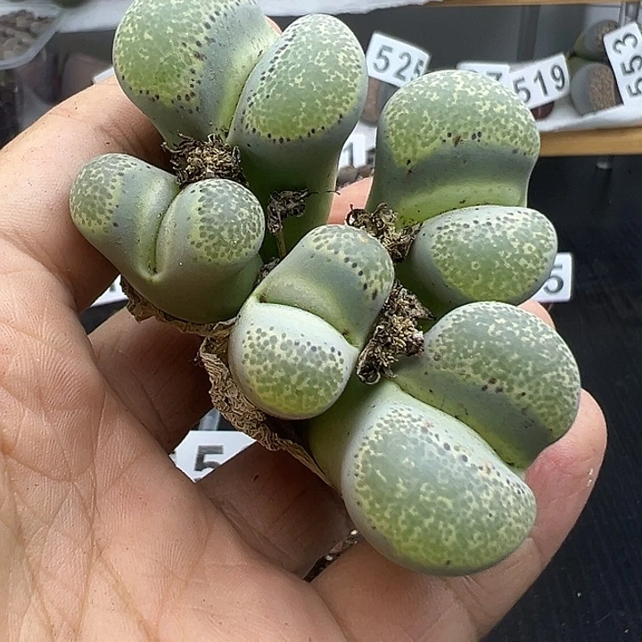 560下播福利清1111111111