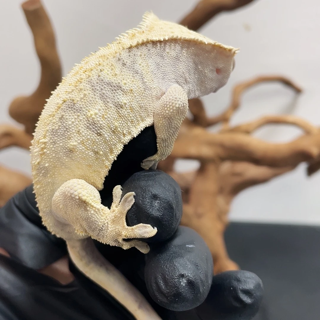 睫角守宫2025121（21）全品睫角