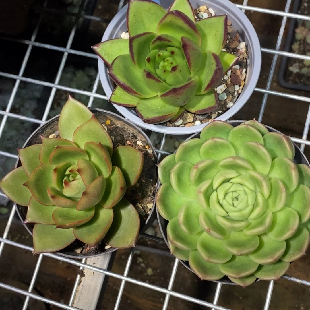 090——多肉直播福利3个