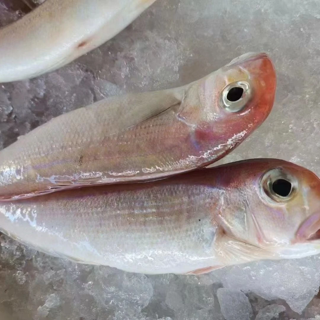 【新号福利】汕尾本港马头鱼，肉质鲜嫩厚实，冷链发货