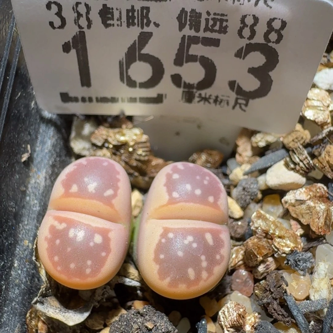 zzzzZ生石花肉锥1653
