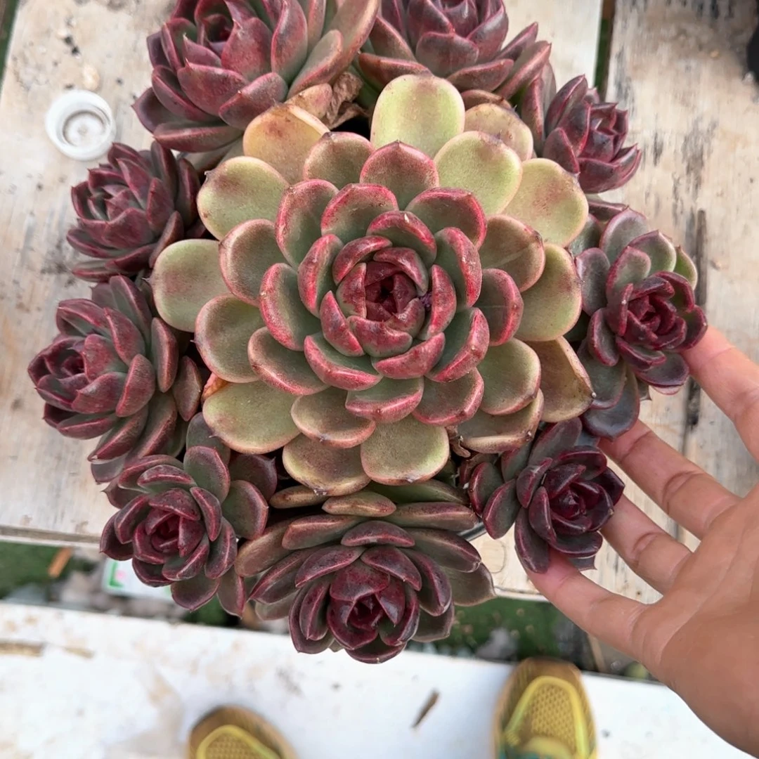 多肉植物多多的植物