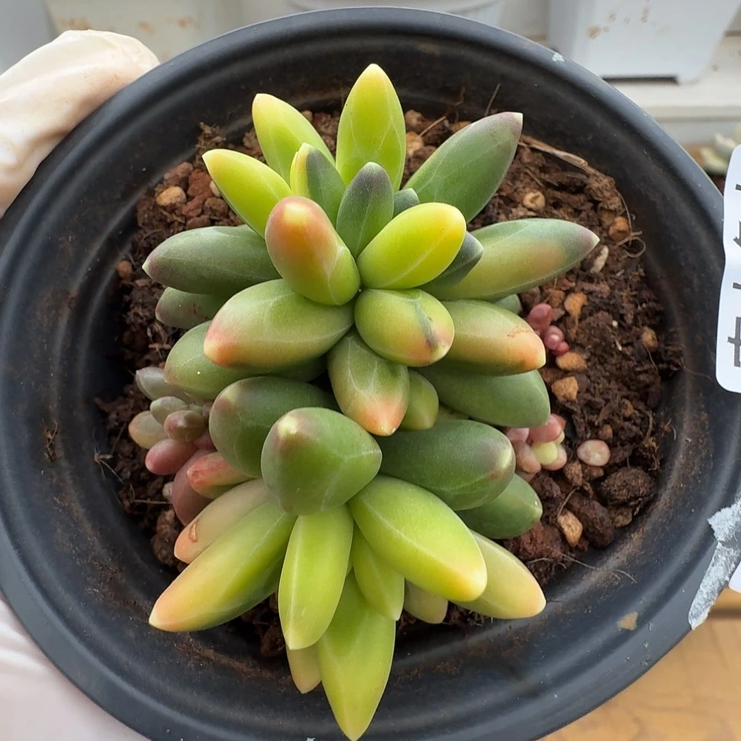 千代田锦111217-32