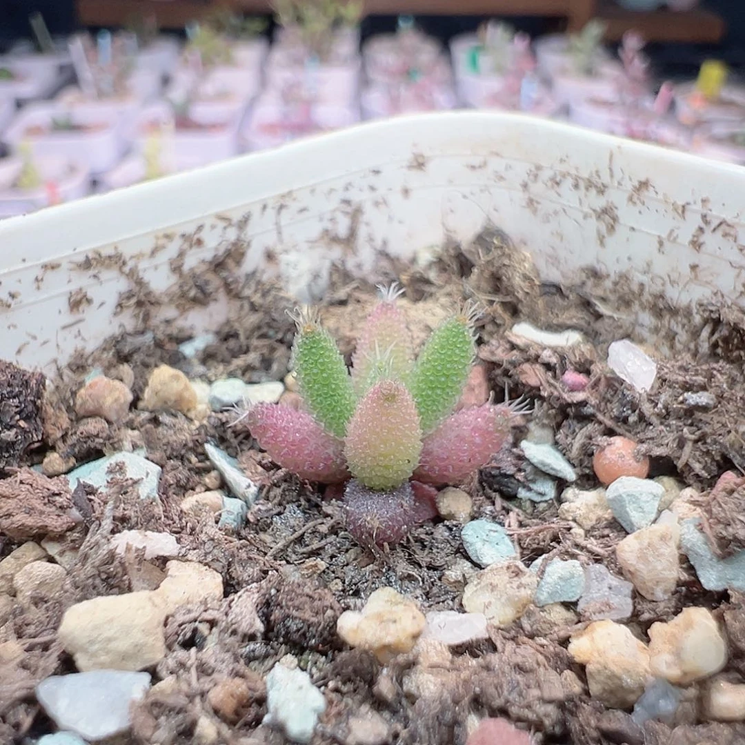 秒杀，福利，尺寸很小，2420实生彩虹兔耳，拍下不退不换