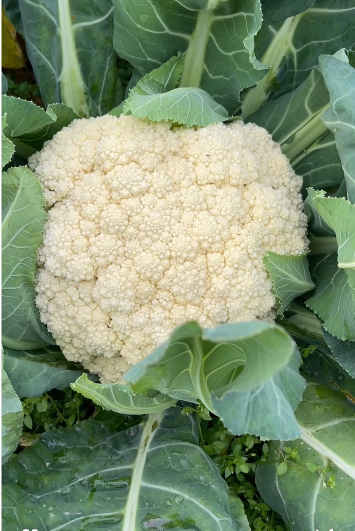 农村自种白花菜包邮