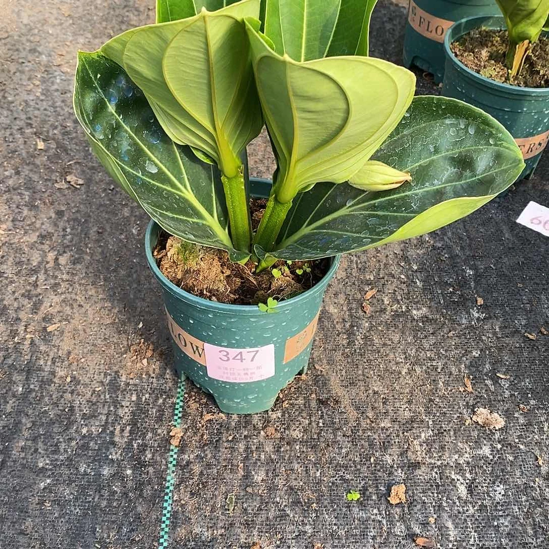 幸**i木本花卉347