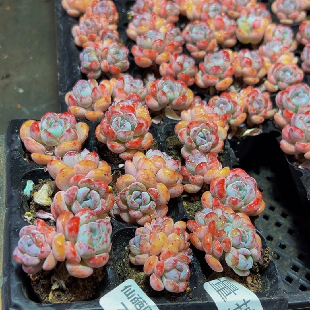 771量拍一盒9颗多肉