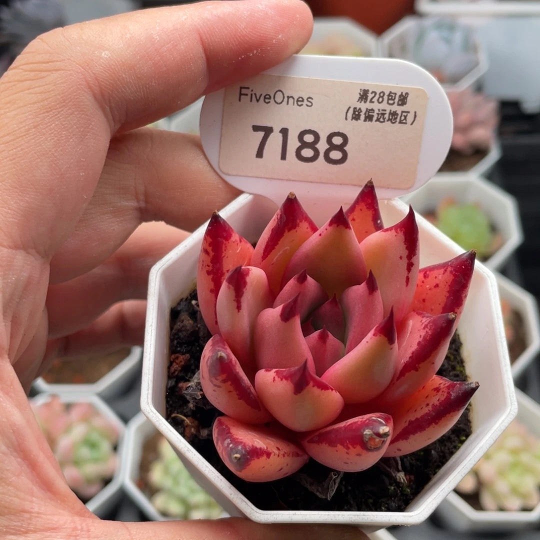 血罗7188-5.0厘米