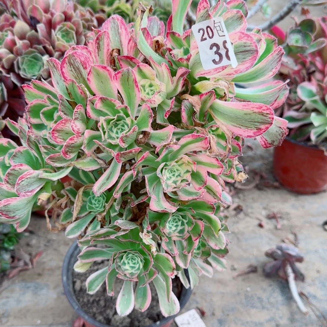 艳日伞多肉389满20包邮断枝不包