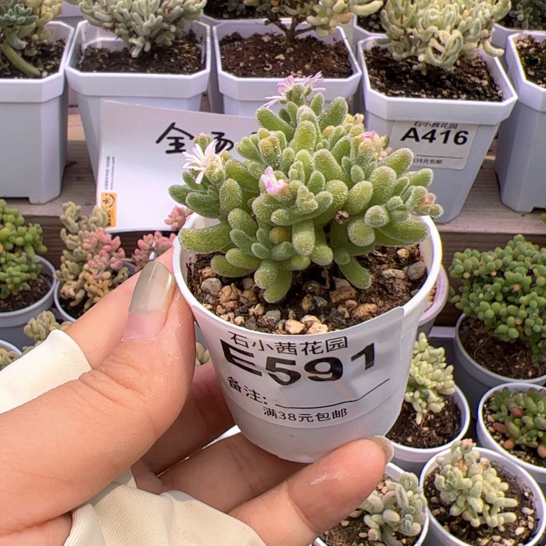 多肉植物枝干橙冰晶-折后