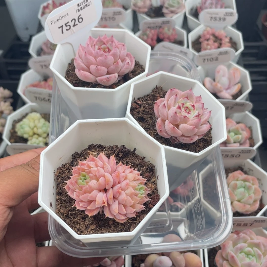 失*录7526西府海棠天鹅绒两个4.5厘米