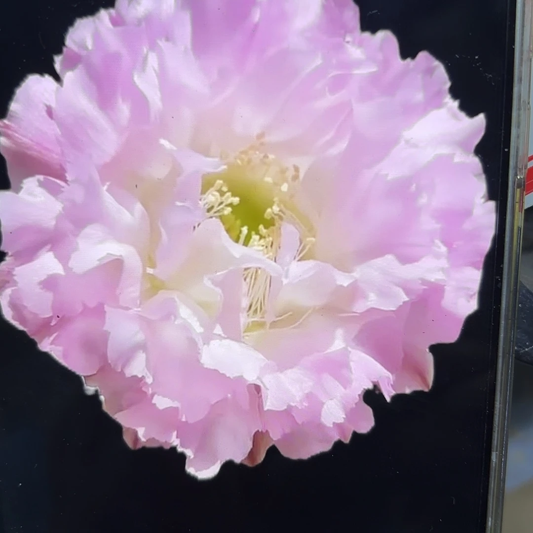 粉可可彩侧牙20包邮仙人球26