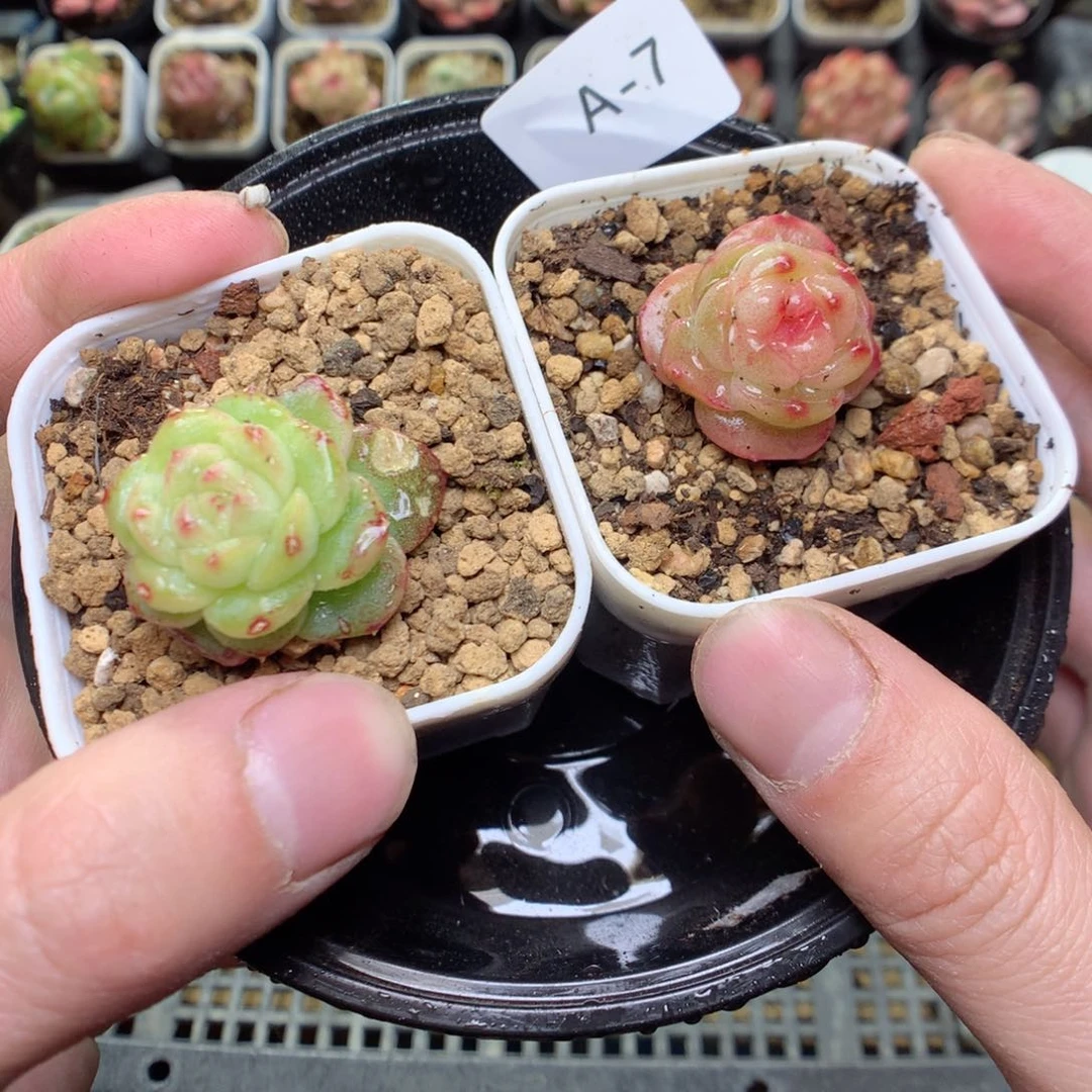 A7y y y y y y y y y y