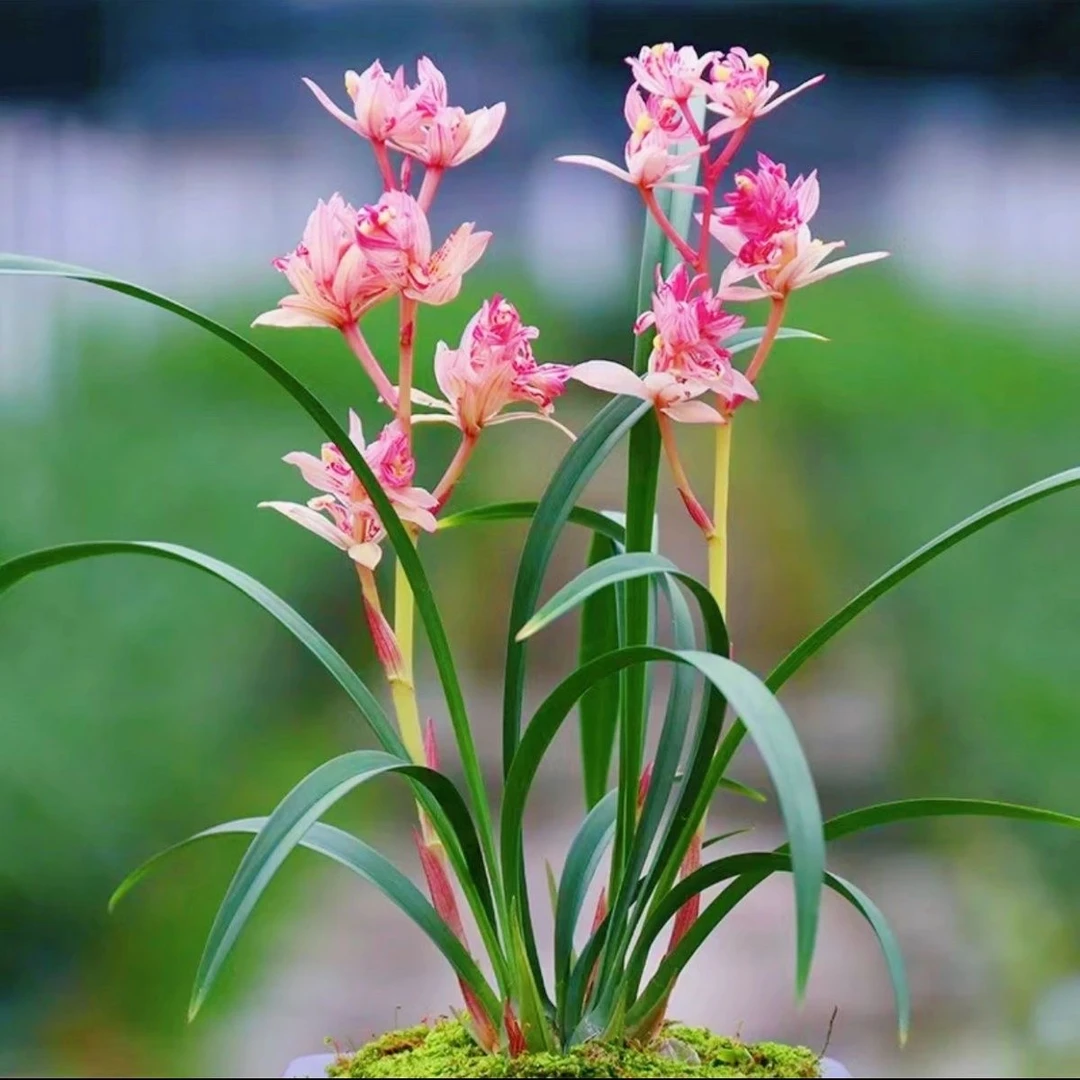【红禅牡丹】建兰兰花超漂亮浓香型好养室内花卉绿植盆栽