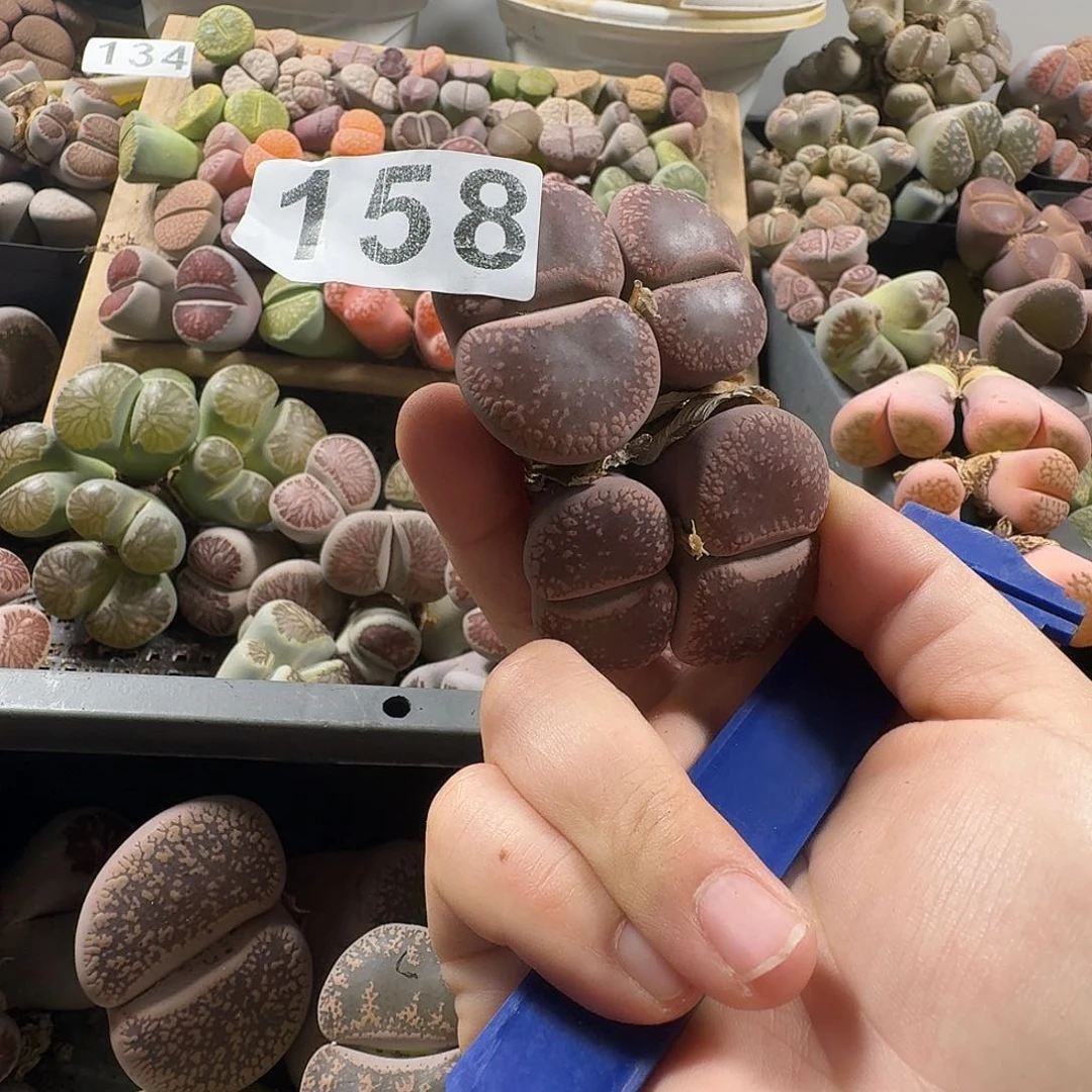 生石花一物一拍158