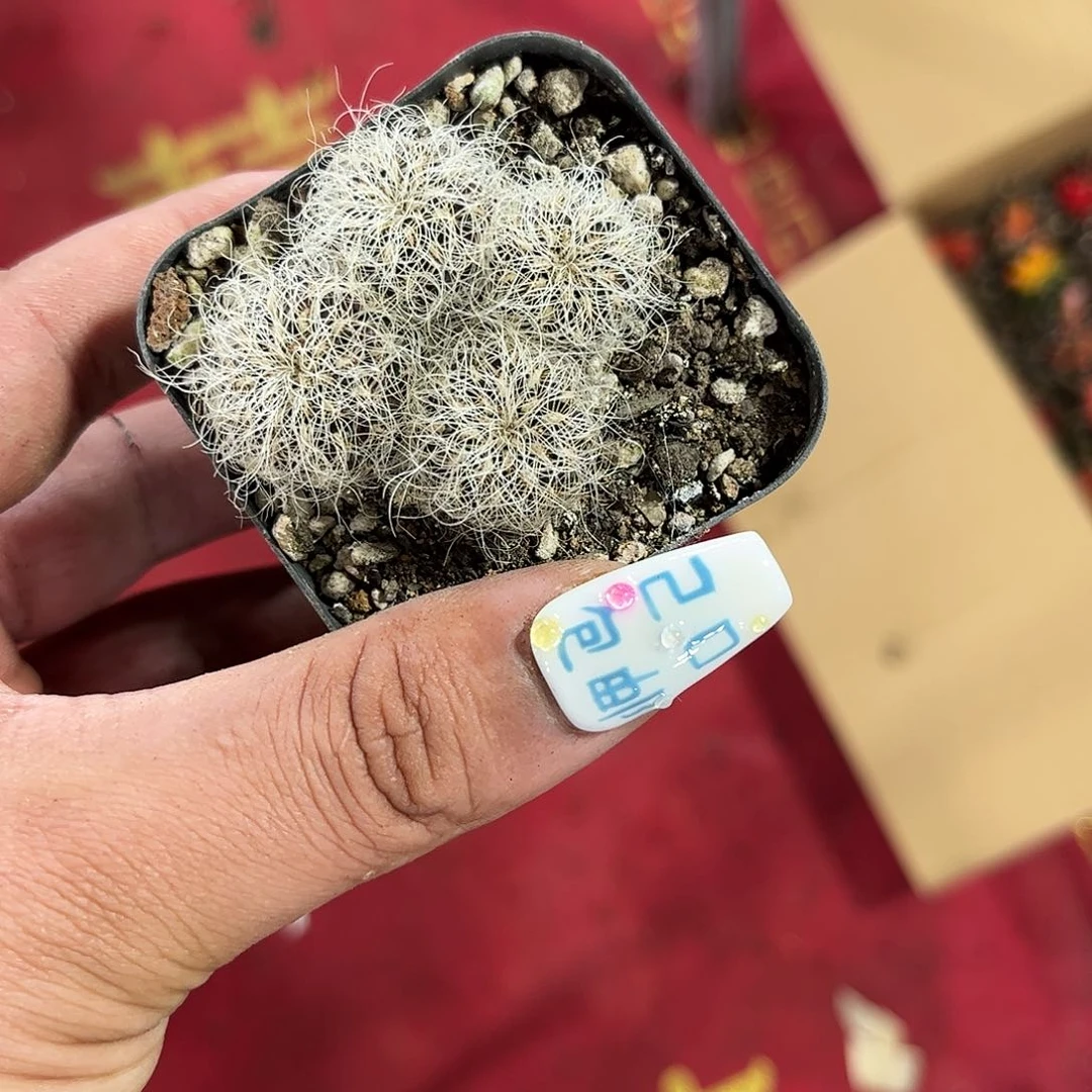 H****r11591一物一拍单头发货