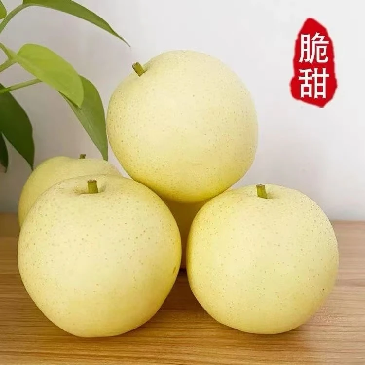 河北皇冠梨新鲜水果皮薄多汁甜酥脆无渣梨子