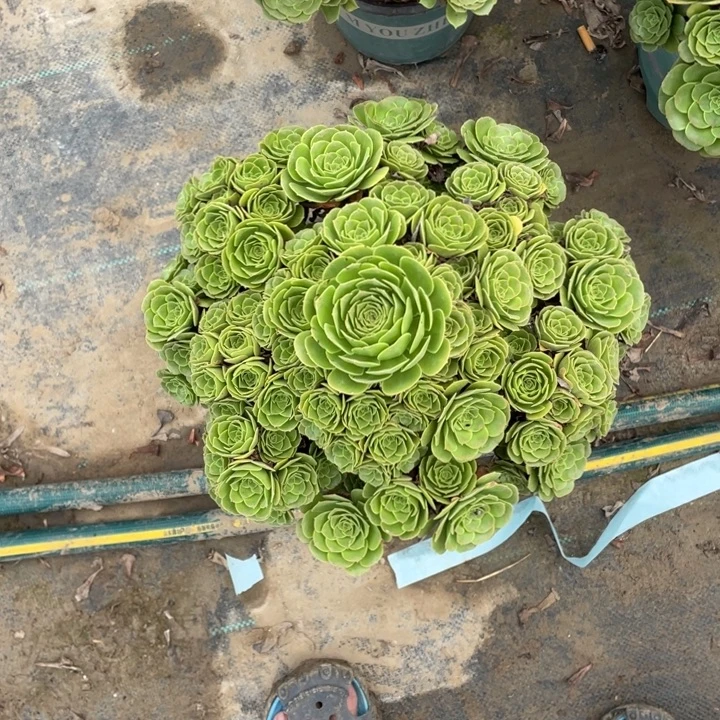 85绿羊绒多肉植物多肉多肉
