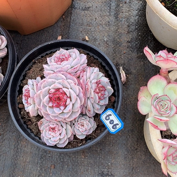 606天鹅绒一物一拍多肉