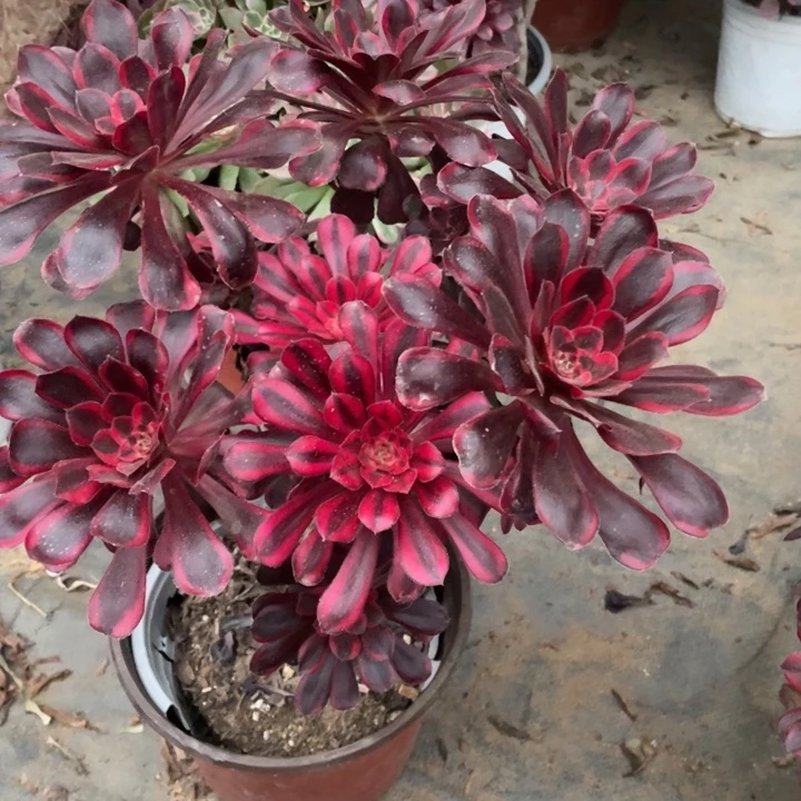 多肉丽纳法师如图