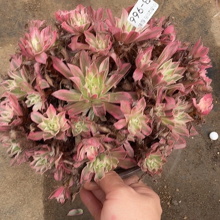 966凤凰锦多肉植物法师