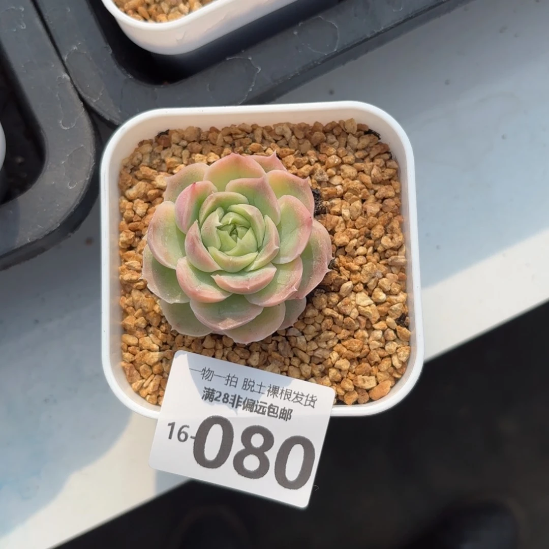 水晶虾饺单头多肉