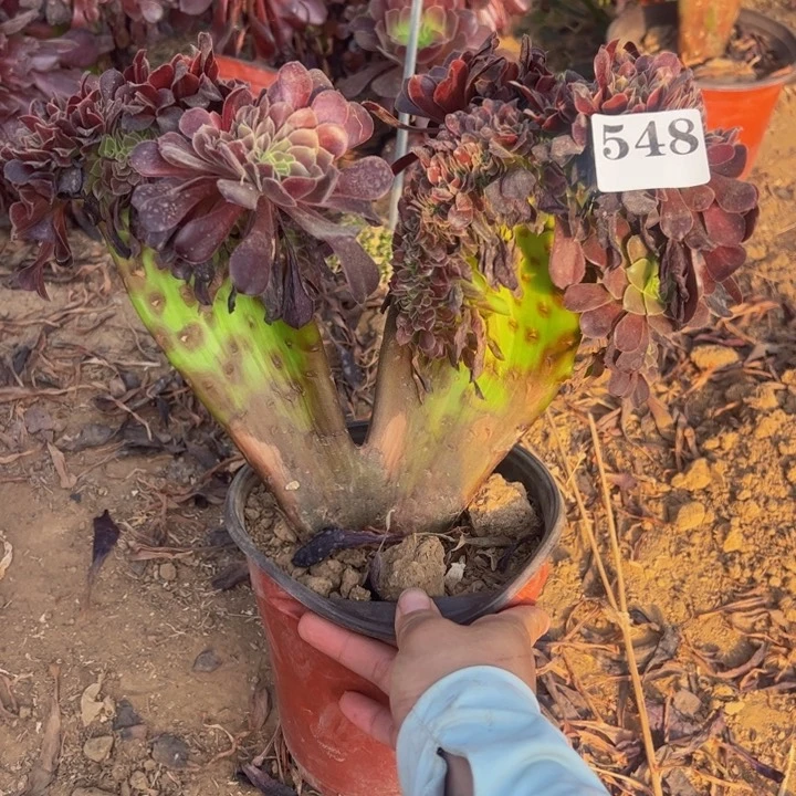 欧缀多肉植物548.