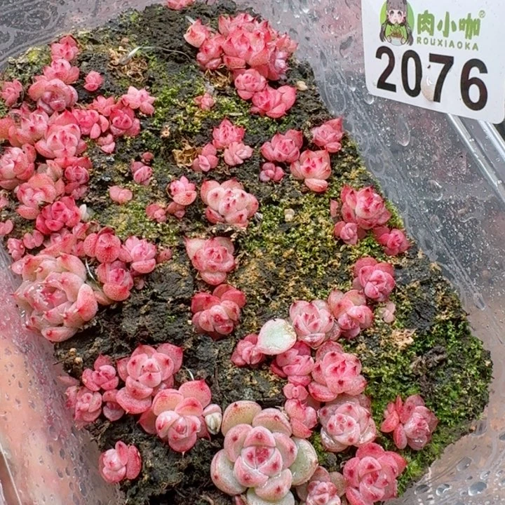 多肉植物多肉植物