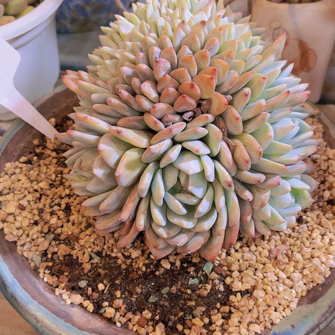 无铅玻璃在*伱多肉植物保护研究所