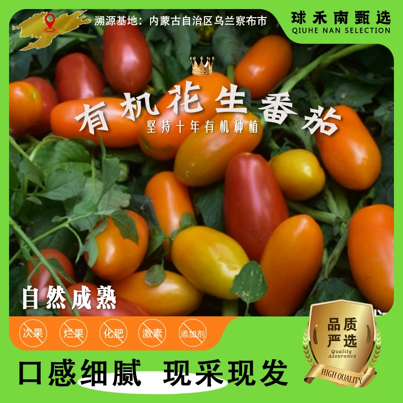 【有机花生番茄】0农残花生番茄口感好香味浓营养自然甜