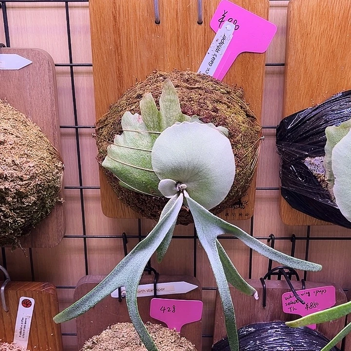 不开花植物sf gaias 侧