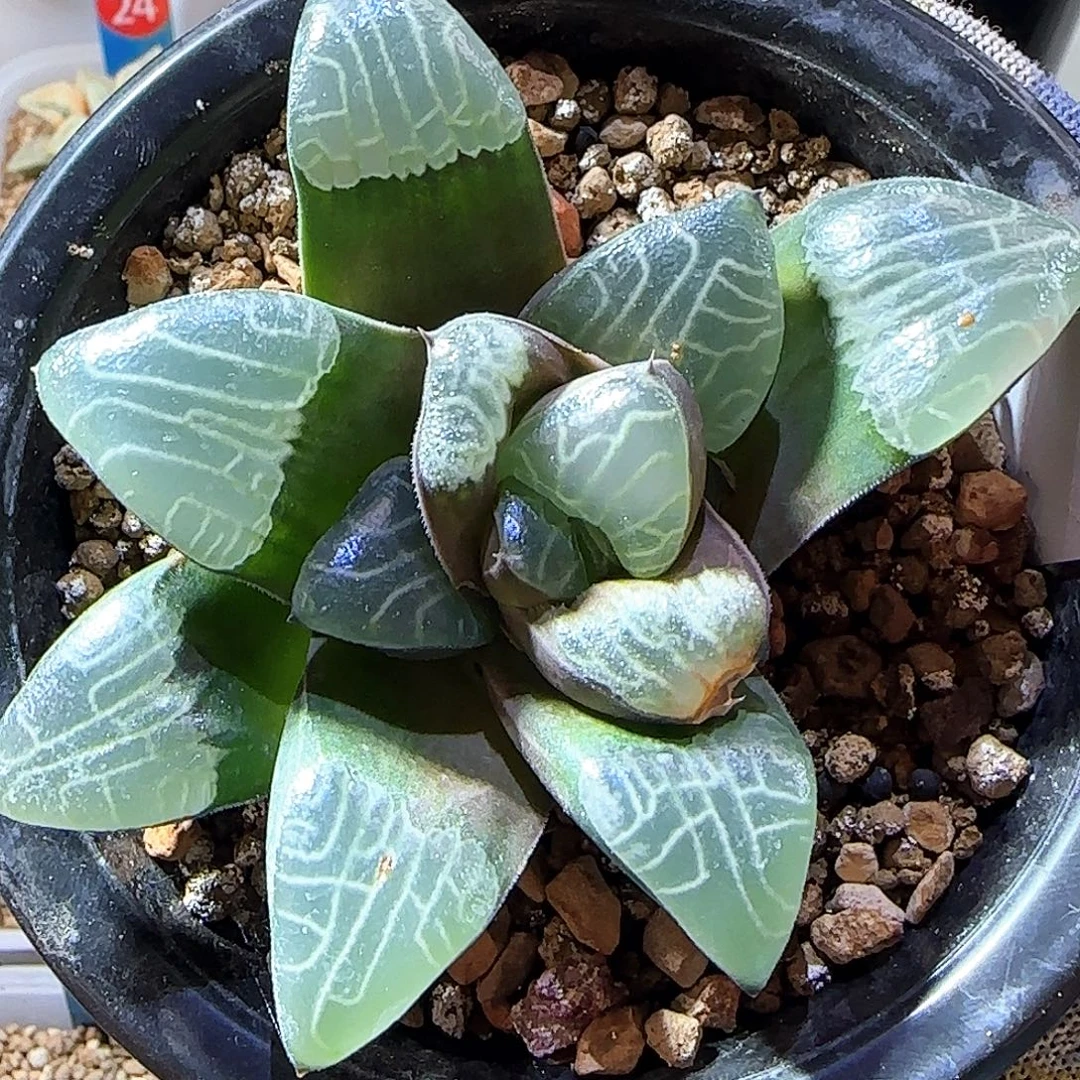 380号实生果冻内云 底座带大苗 未繁殖，之前烂芯