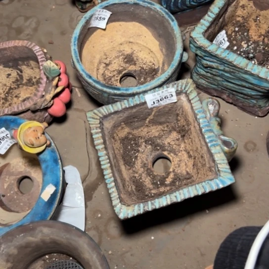 吾*8个盆～一棵内瑞内拇指～一棵绿豆拇指，谢谢哥w