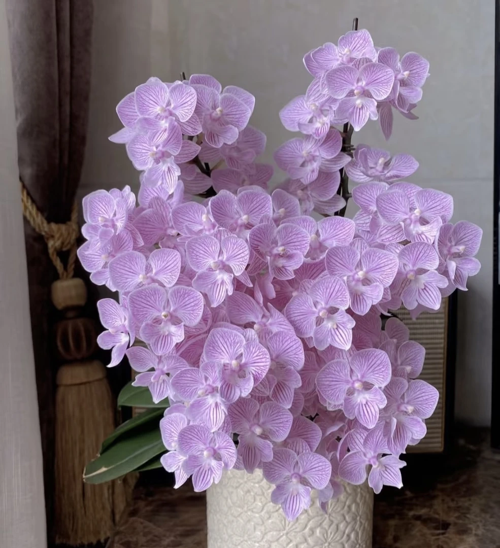 樱花蝴蝶兰3.0加高成熟苗不带花室内盆栽植物基地直发