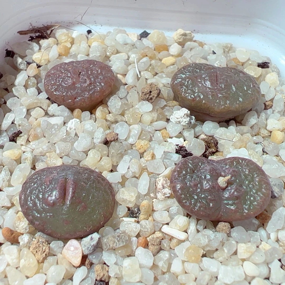 1126-539多肉多肉鱼子酱