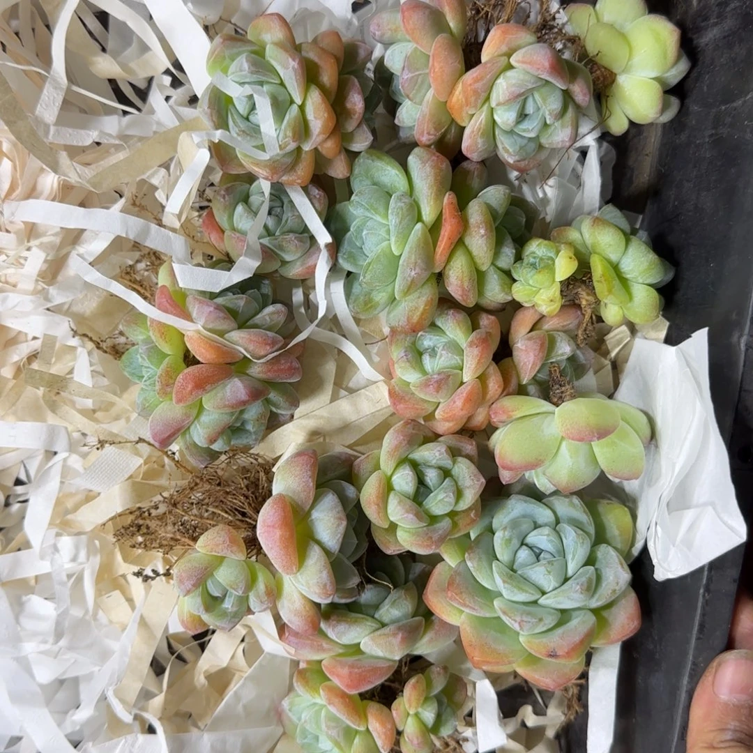 冰玉一筐一物一拍49