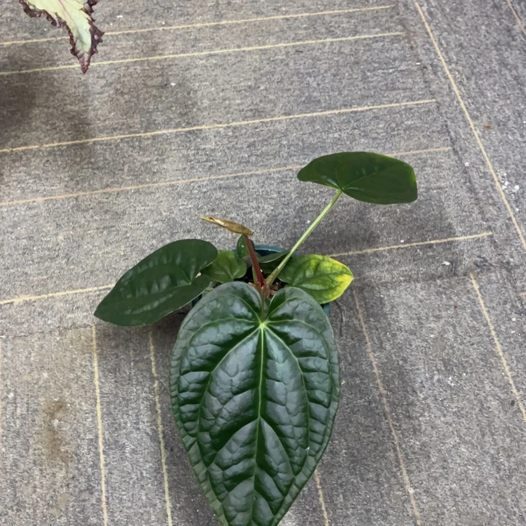 无花朵papix奢华 1001