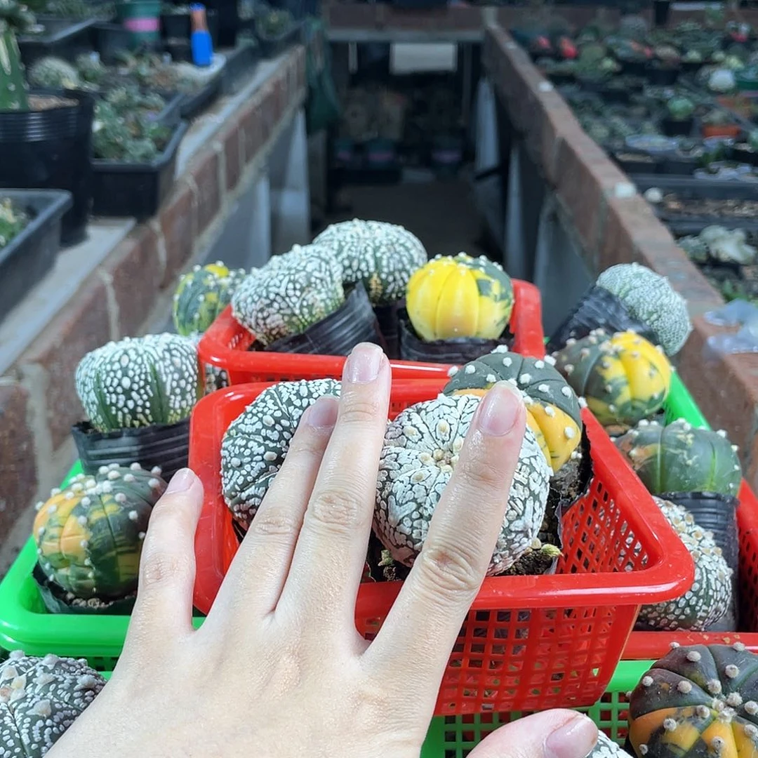 爱**秋2.5cm实生大黑牡丹10颗