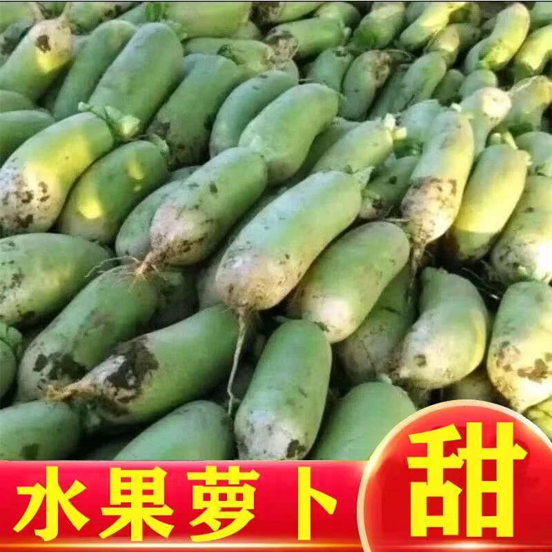 山东潍坊水果青萝卜5斤甜脆水果型