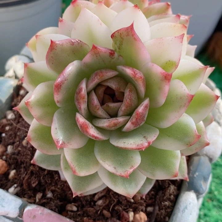 黑水晶锦多肉锦景天