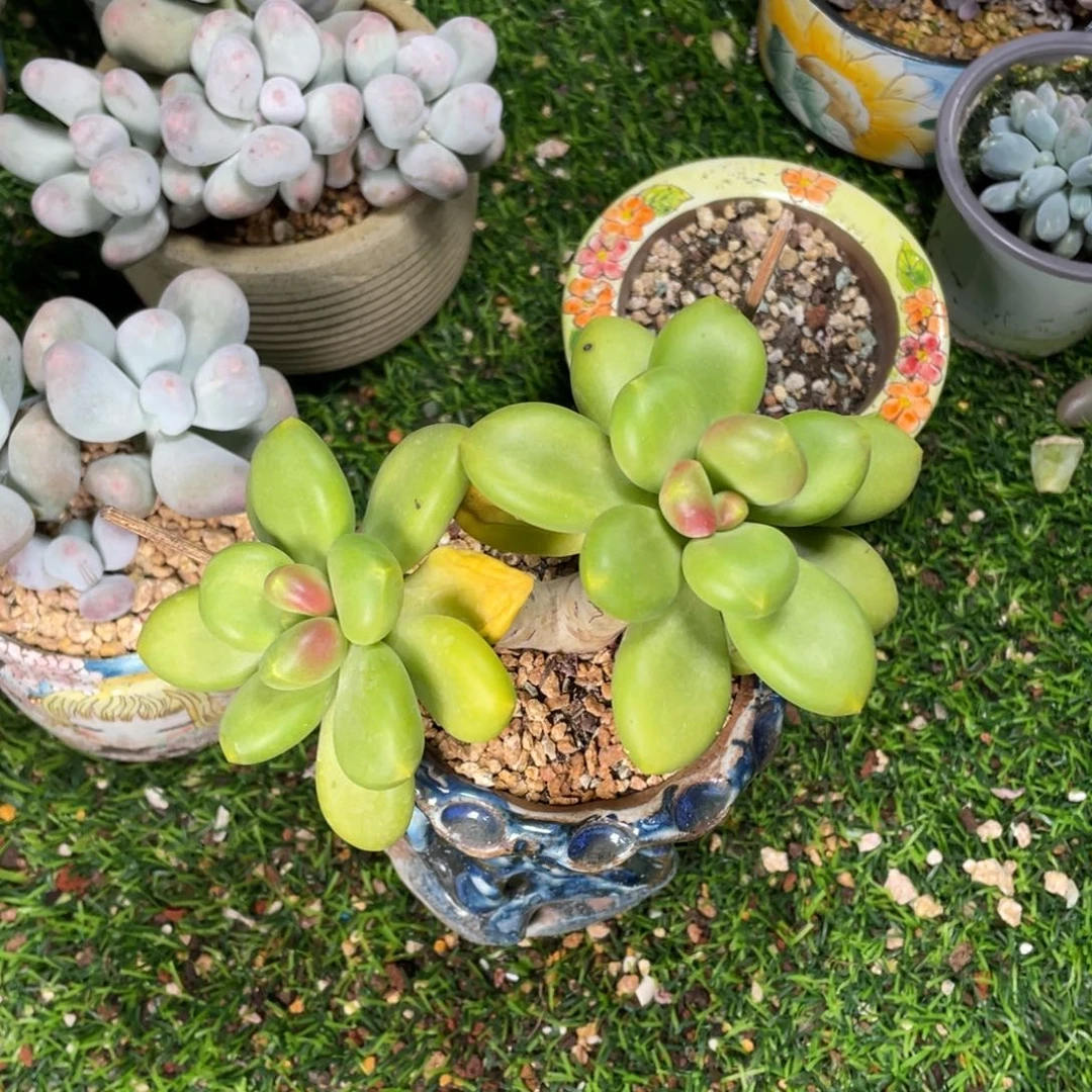 *****正版芒果奶多肉植物