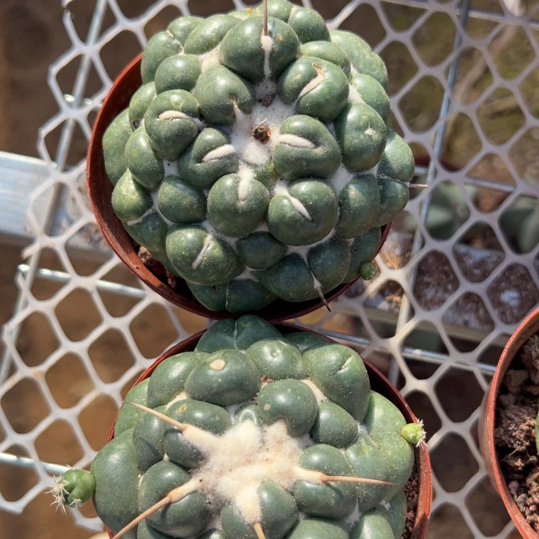 杨***洋零零落落 零零落落