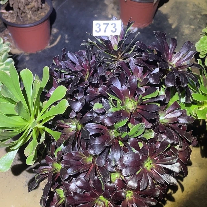 多肉植物断枝不包373水墨丹青